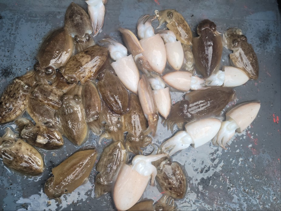 9월22일 수나2호 갑오징어 조황입니다.