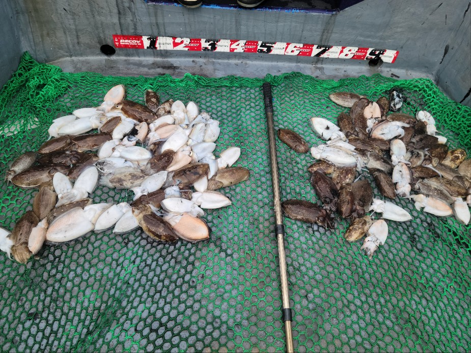 9월 24일 수나2호  갑오징어 조황입니다.