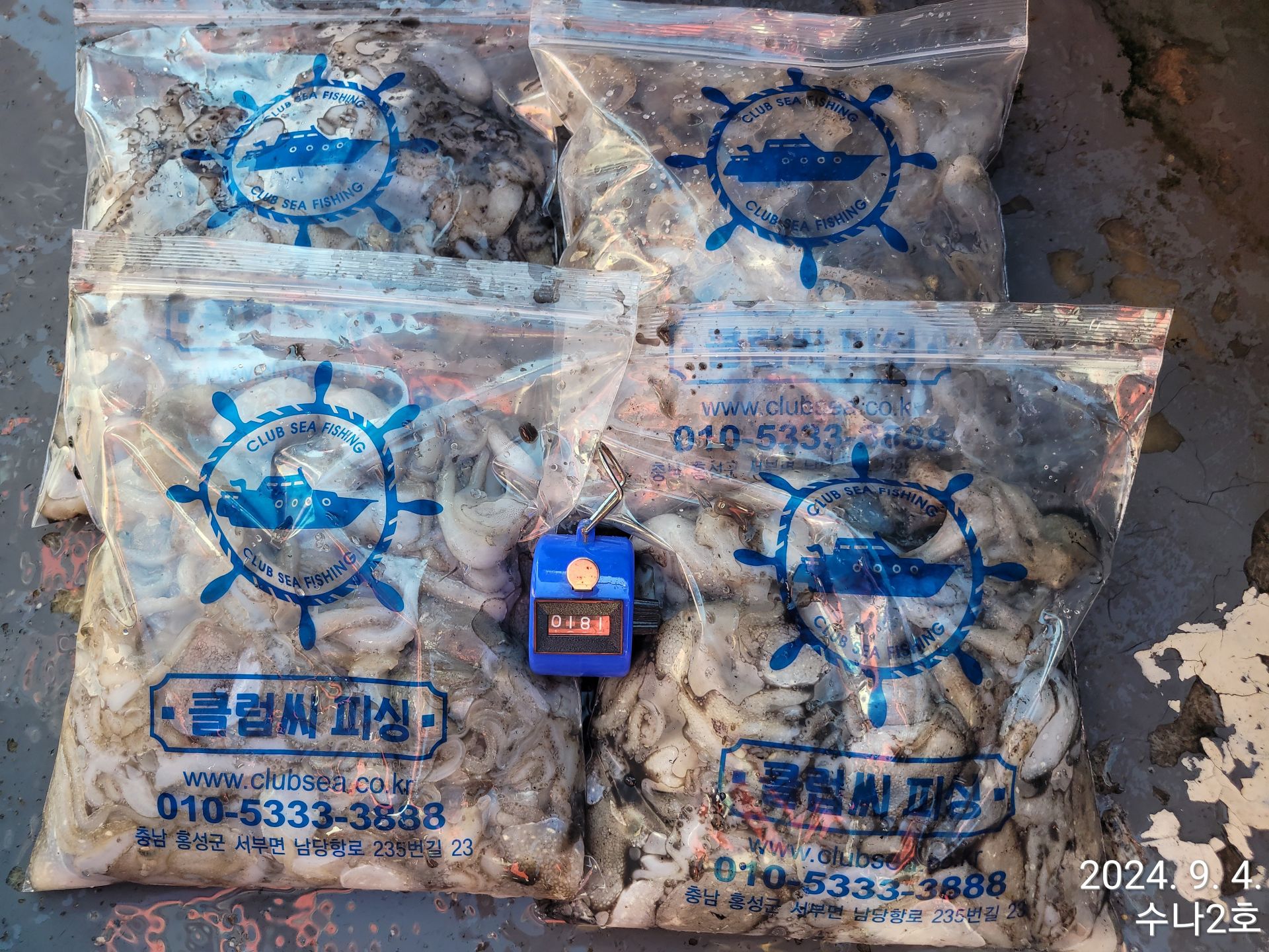 9월4일 수나2호  주꾸미 조황입니다.