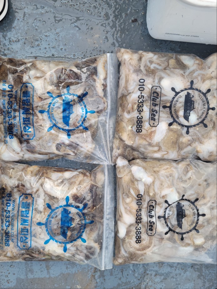 9월13일 수나2호  주꾸미 조황입니다.