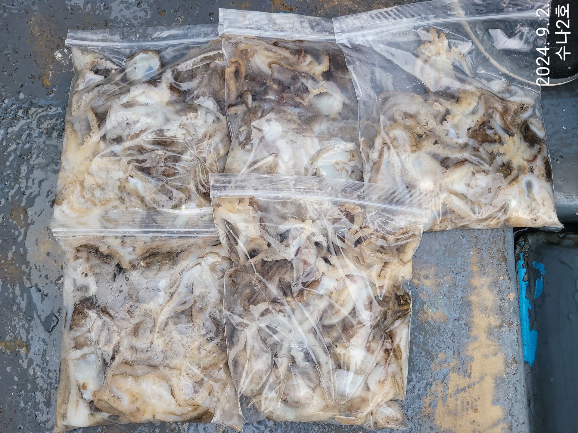 9월2일 수나2호 조황사진입니다.