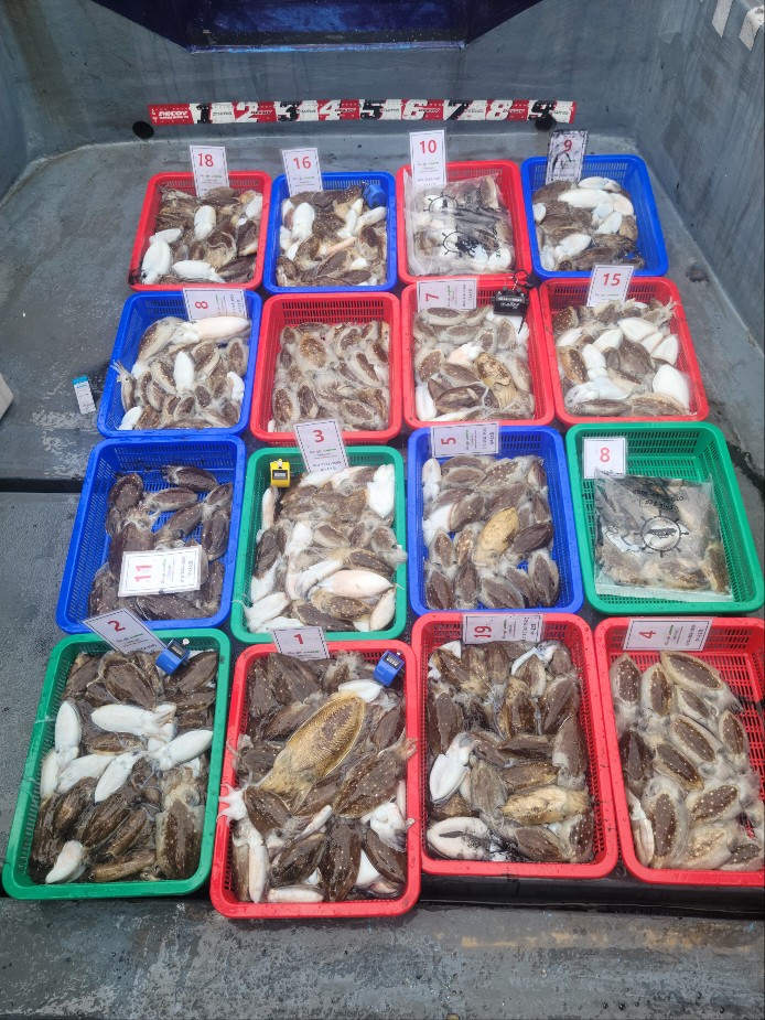 9월16일 수나2호  갑오징어조황입니다.