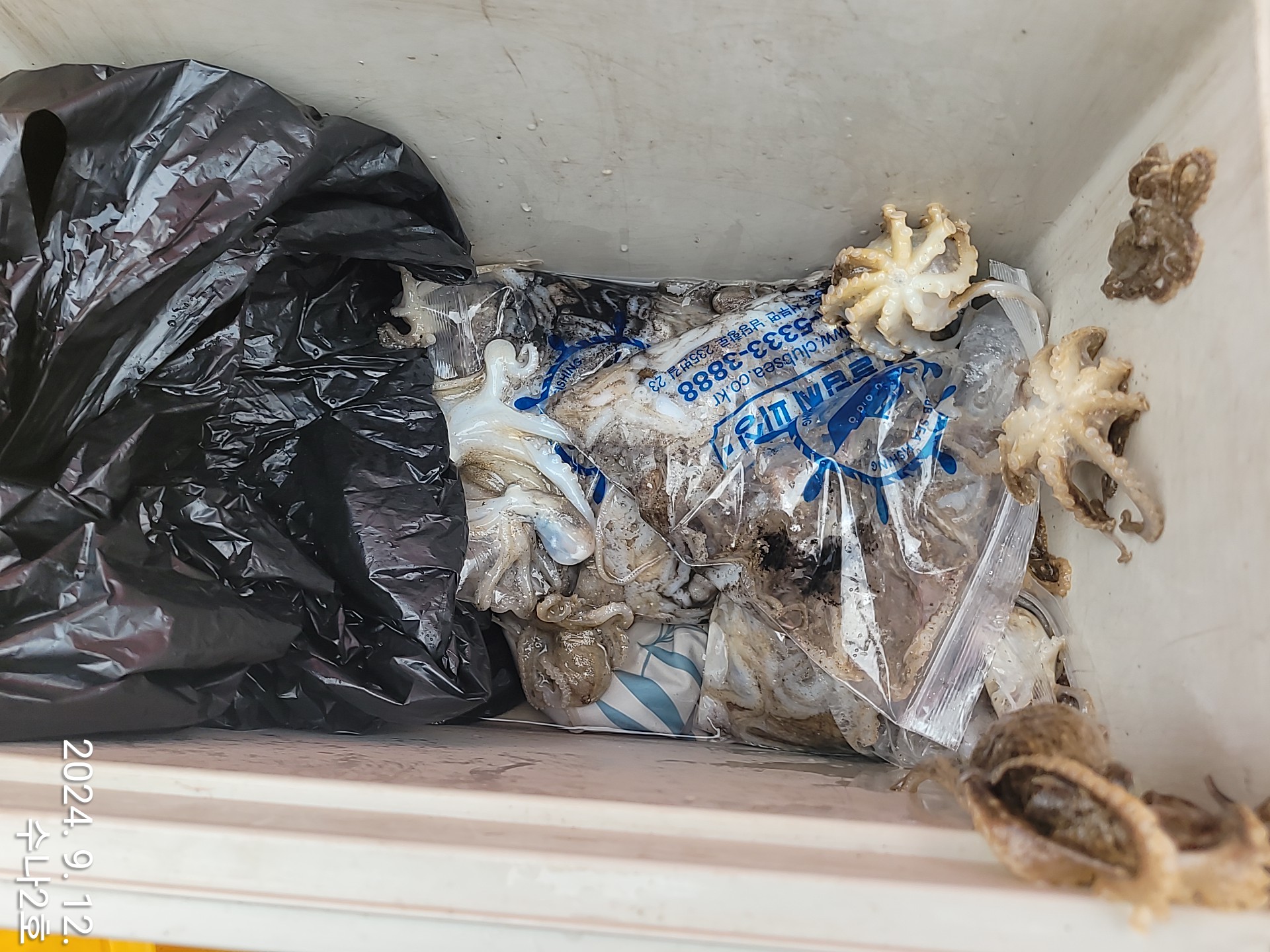 9월12일 수나2호  주꾸미 조황입니다.