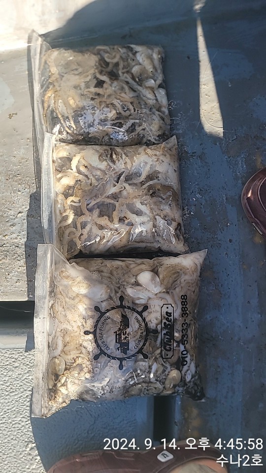 9월14일 수나2호  주꾸미 조황입니다.