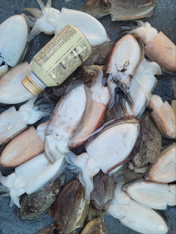 9월30일 수나2호  갑오징어 조황입니다.