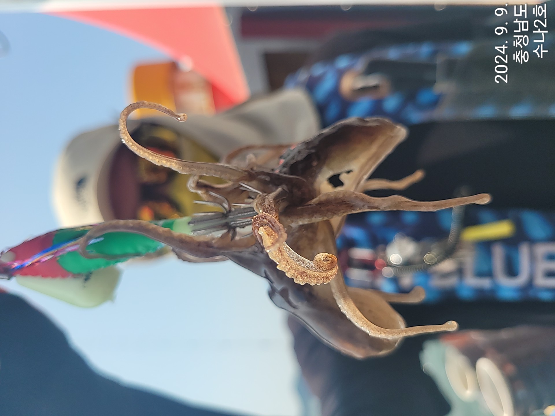 9월9일 수나2호  갑.쭈조황입니다.