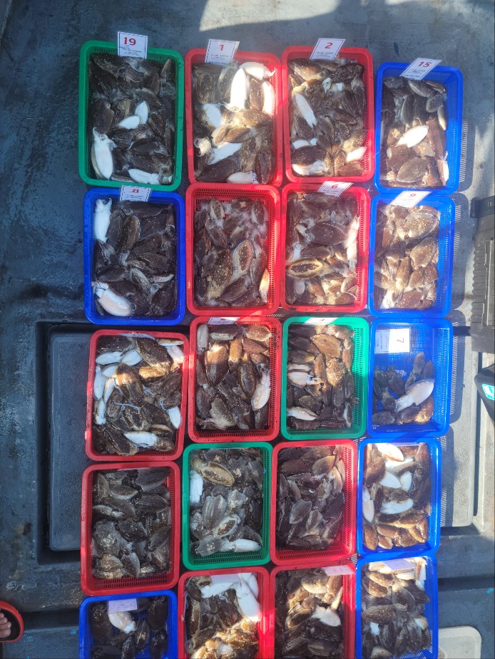 9월18일 수나2호  갑오징어 조황입니다.