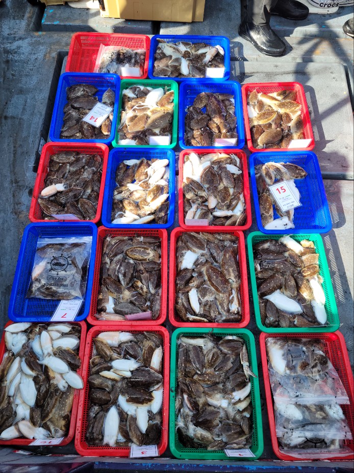 9월17일 수나2호  갑오징어 조황입니다.