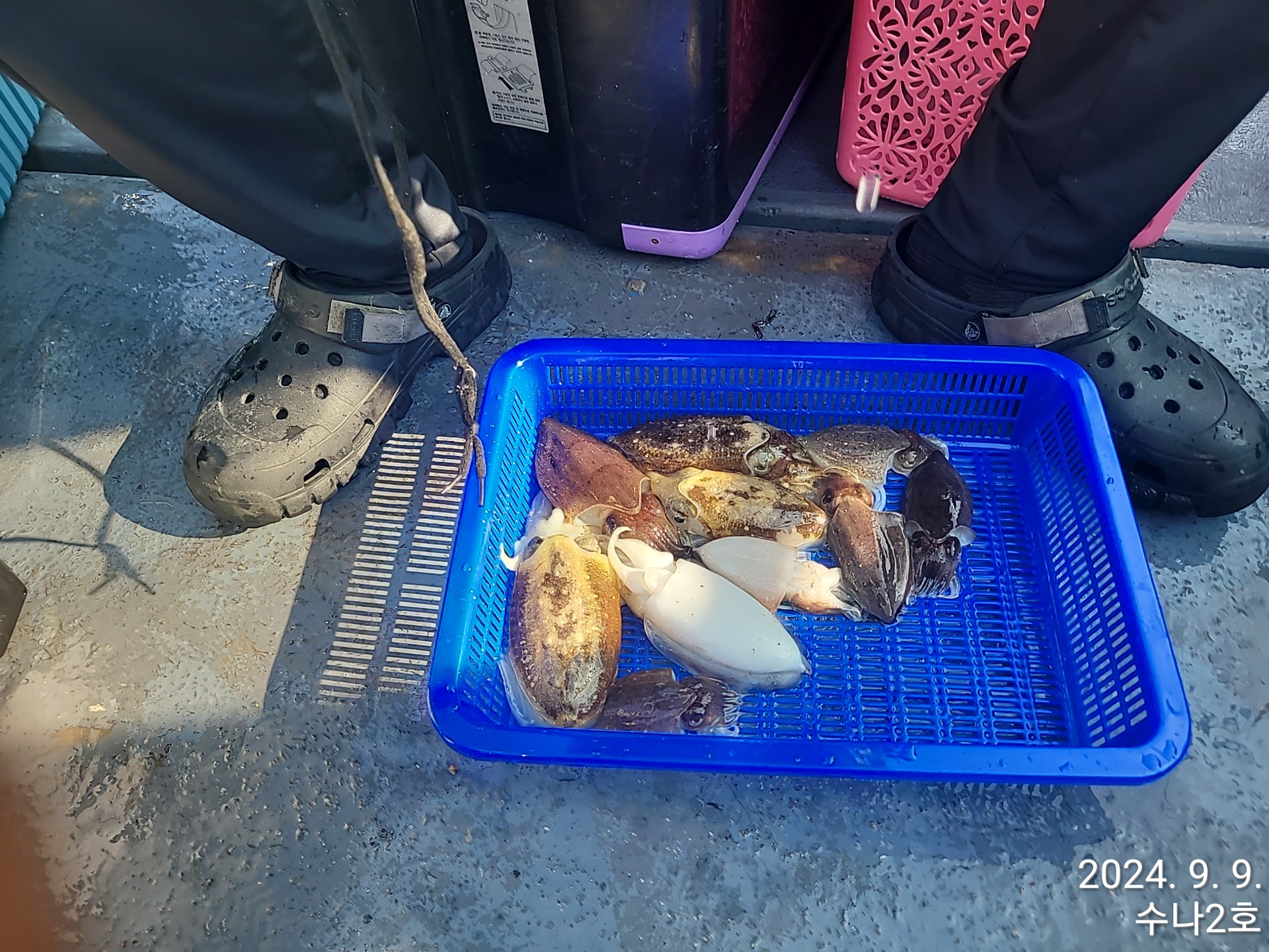 9월9일 수나2호  갑.쭈조황입니다.