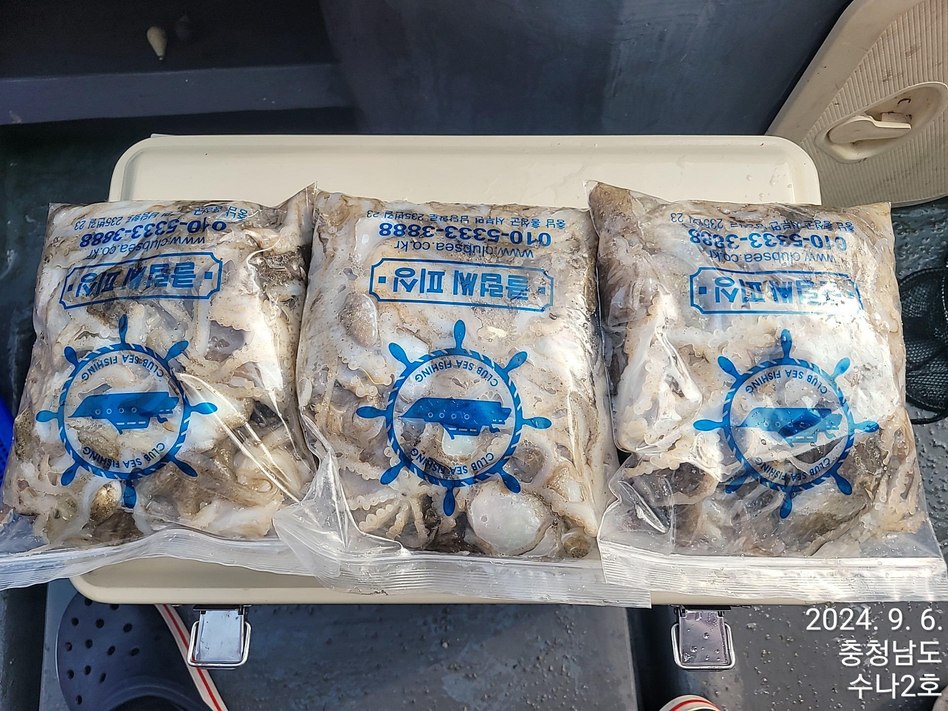 9월6일 수나2호  주꾸미 조황입니다.