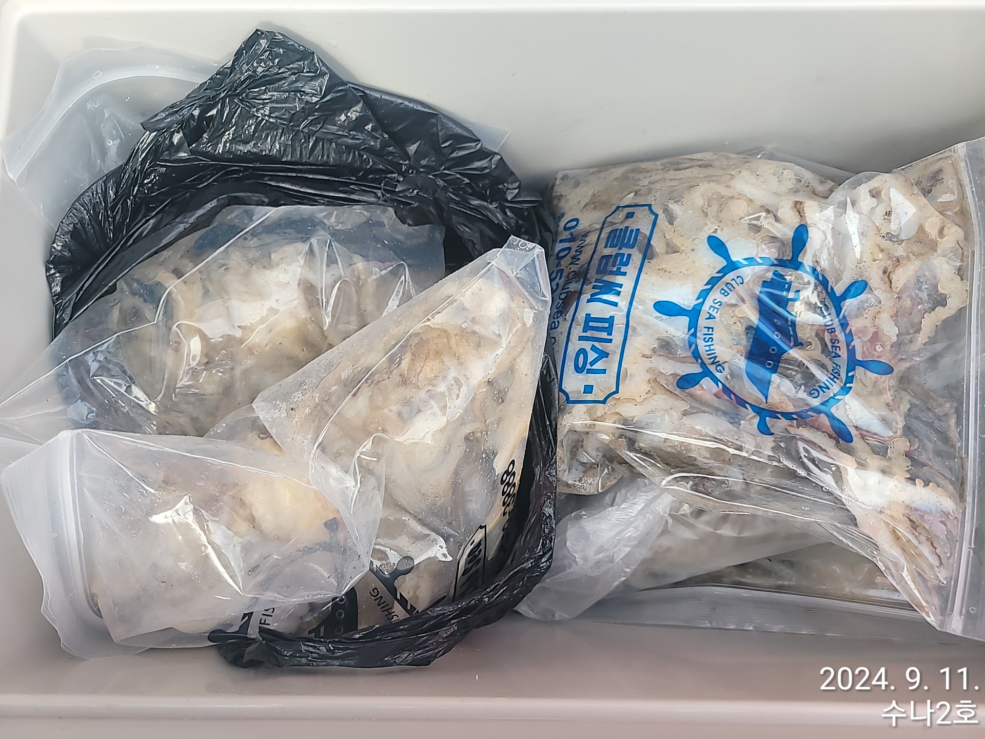 9월11일 수나2호  주꾸미 조황입니다.