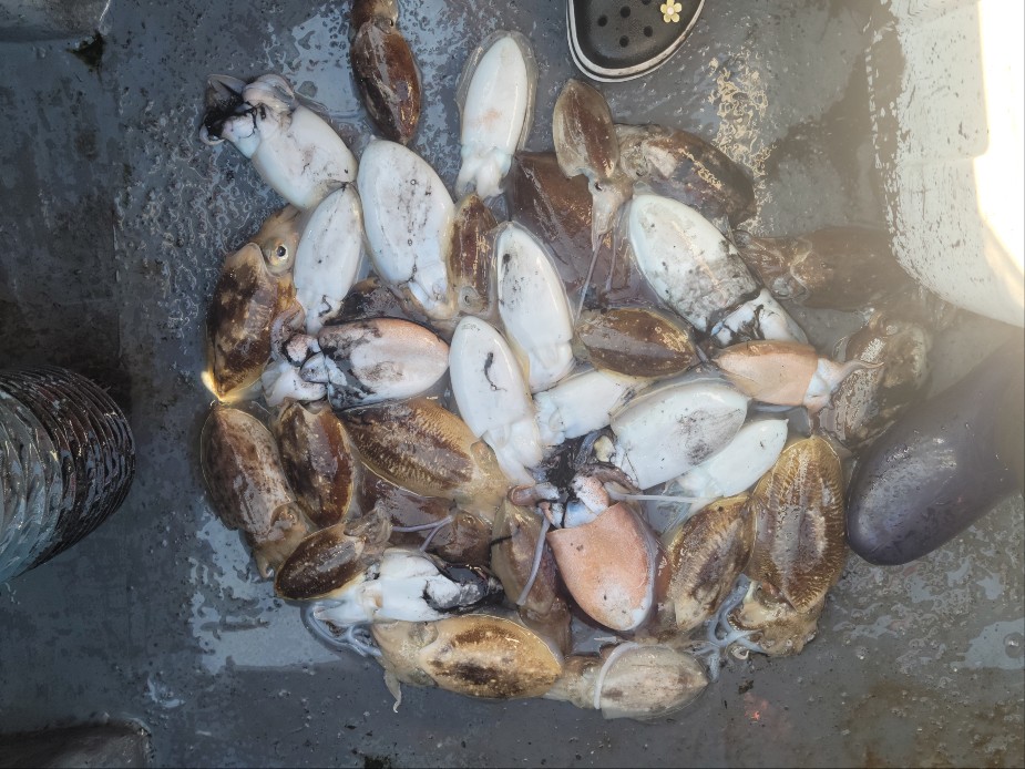 10월 17일 수나2호 갑오징어 조황입니다.