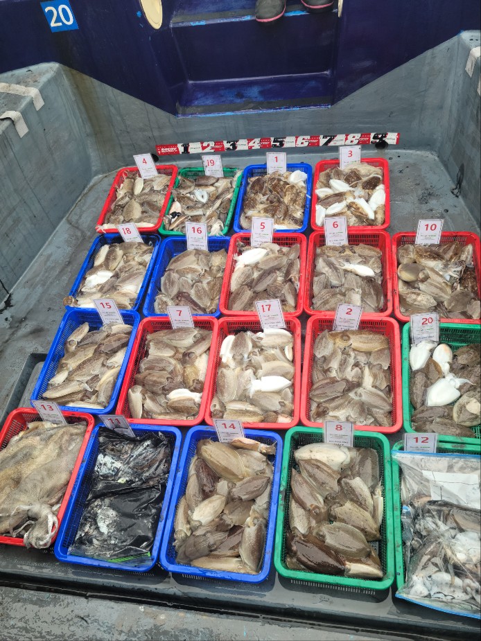 10월 7일 수나2호 갑오징어 조황입니다.