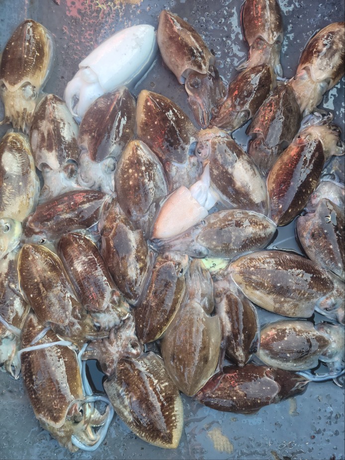 10월 12일 수나2호 갑오징어 조황입니다.