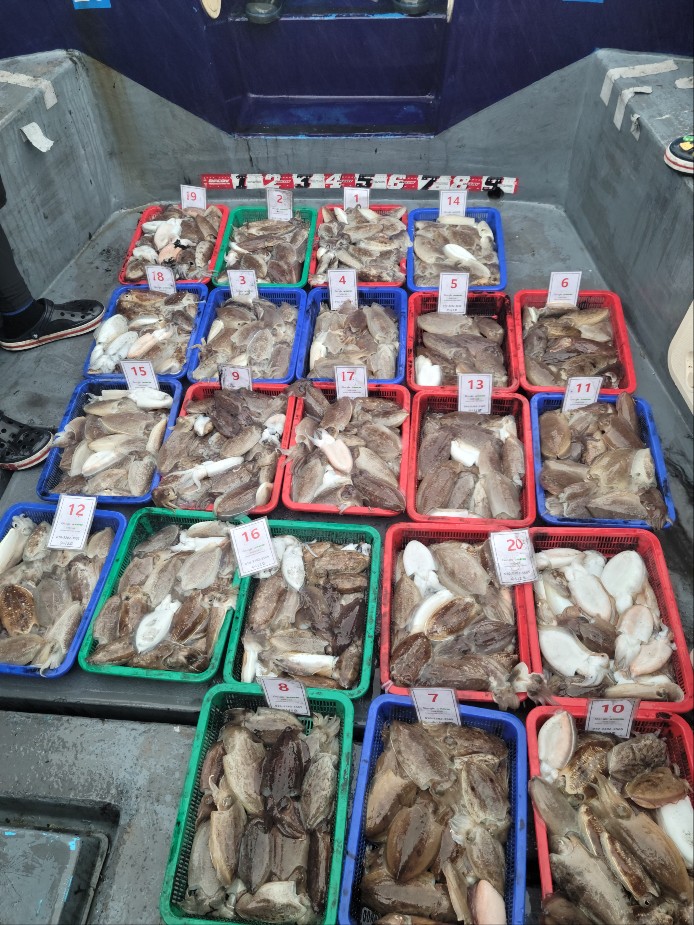 10월 22일 수나2호 갑오징어 조황입니다.