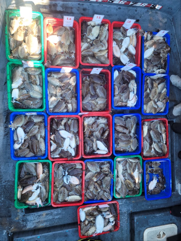 10월 4일 수나2호 갑오징어 조황입니다.