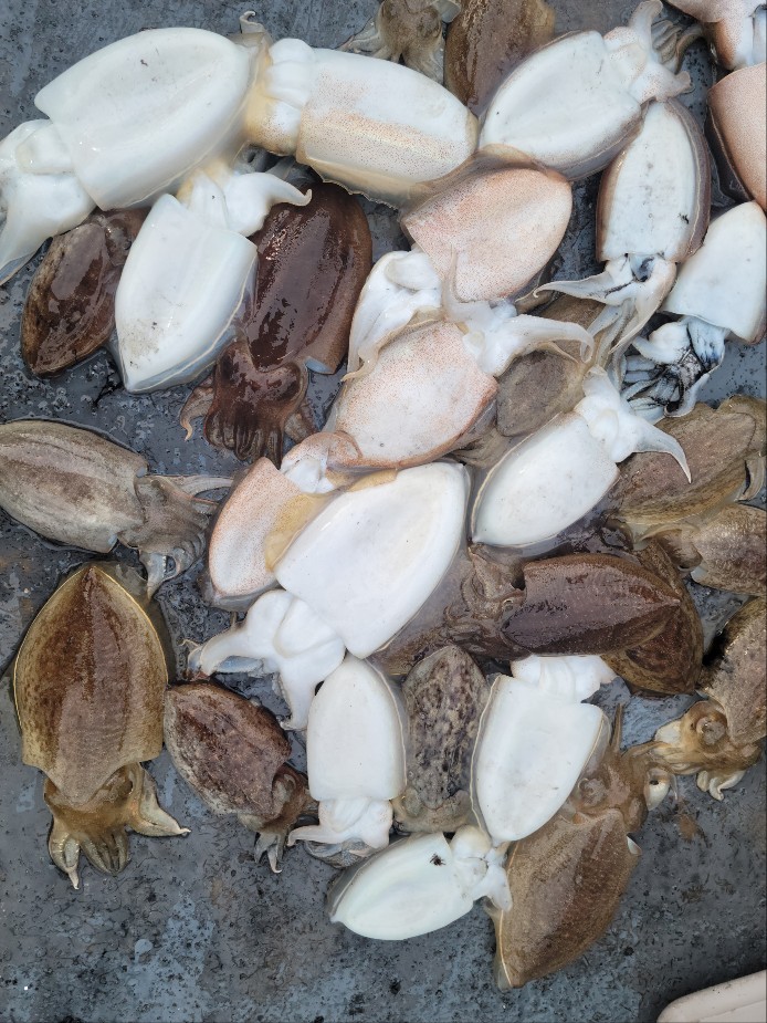 10월 25일 수나2호 갑오징어 조황입니다.