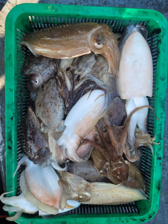 10월 24일 수나2호 갑오징어 조황입니다.