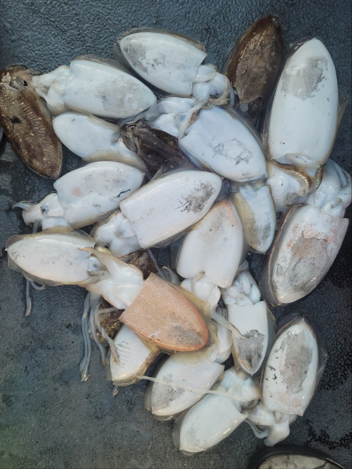 10월 31일 수나2호 갑오징어 조황입니다.