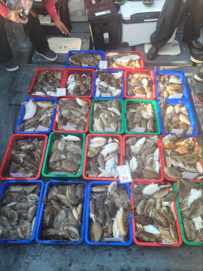 10월 9일 수나2호 갑오징어 조황입니다.