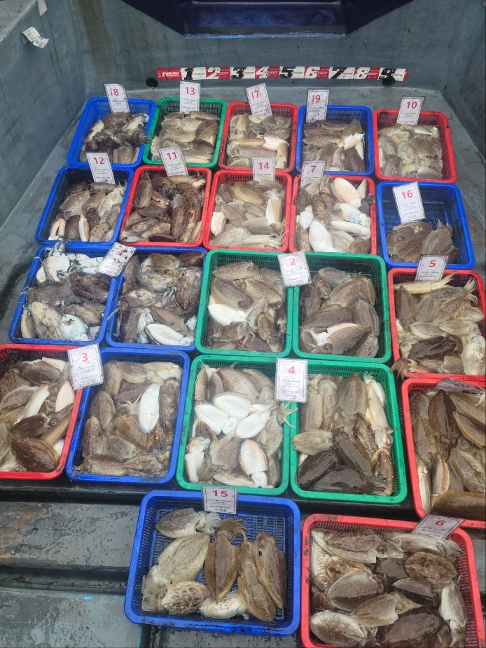 10월 27일 수나2호 갑오징어 조황입니다.