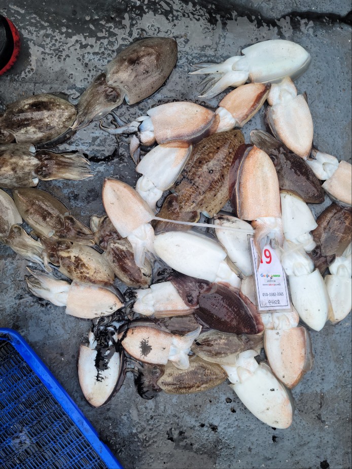 10월 21일 수나2호 갑오징어 조황입니다.