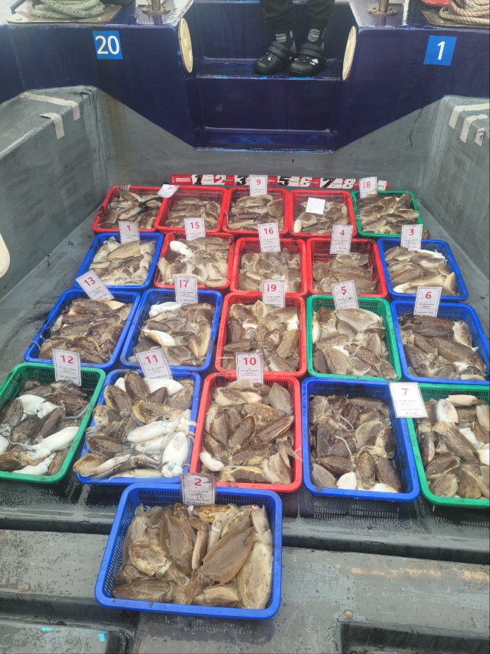 10월 15일 수나2호 갑오징어 조황입니다.