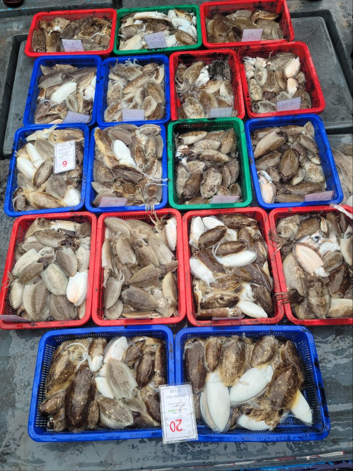 10월 6일 수나2호 갑오징어 조황입니다.