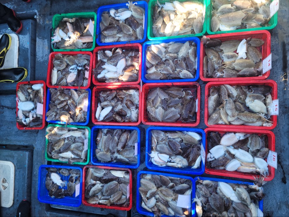 10월 5일 수나2호 갑오징어 조황입니다.