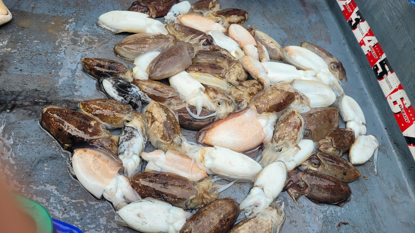 10월 16일 수나2호 갑오징어 조황입니다.