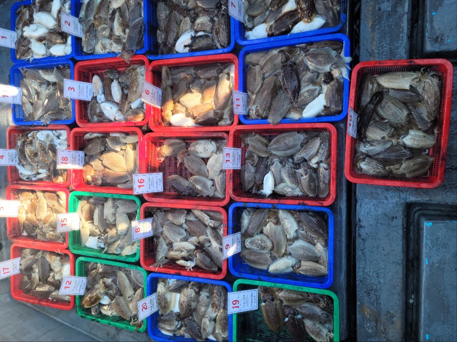 10월 5일 수나2호 갑오징어 조황입니다.