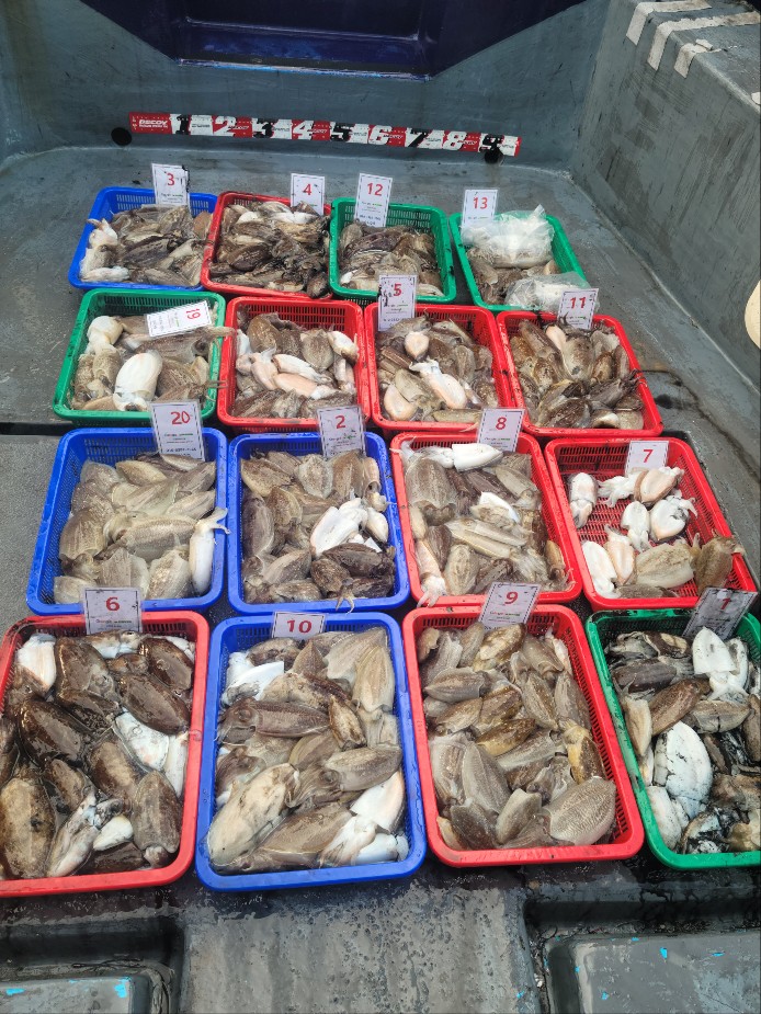 10월3일 수나2호  갑오징어 조황입니다.