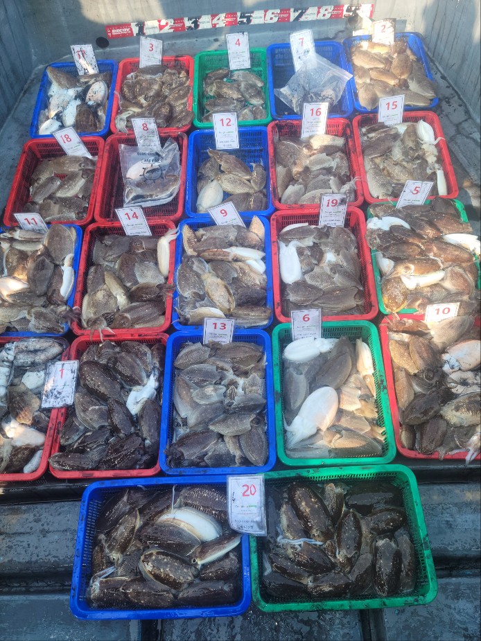 10월 11일 수나2호 갑오징어 조황입니다.