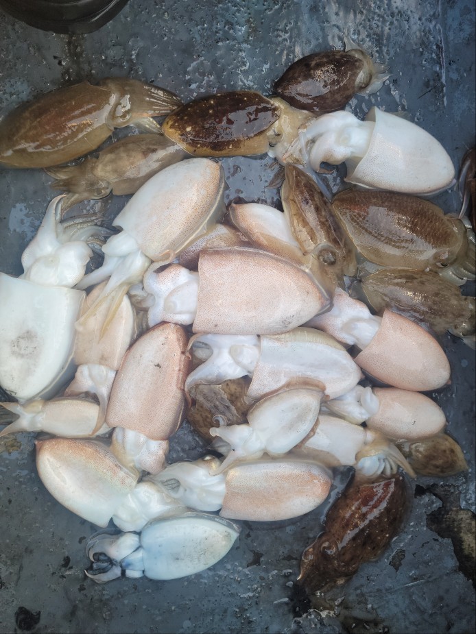 10월 30일 수나2호 갑오징어 조황입니다.