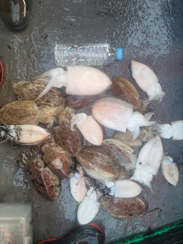 11월 11일 수나2호 갑오징어 조황입니다.