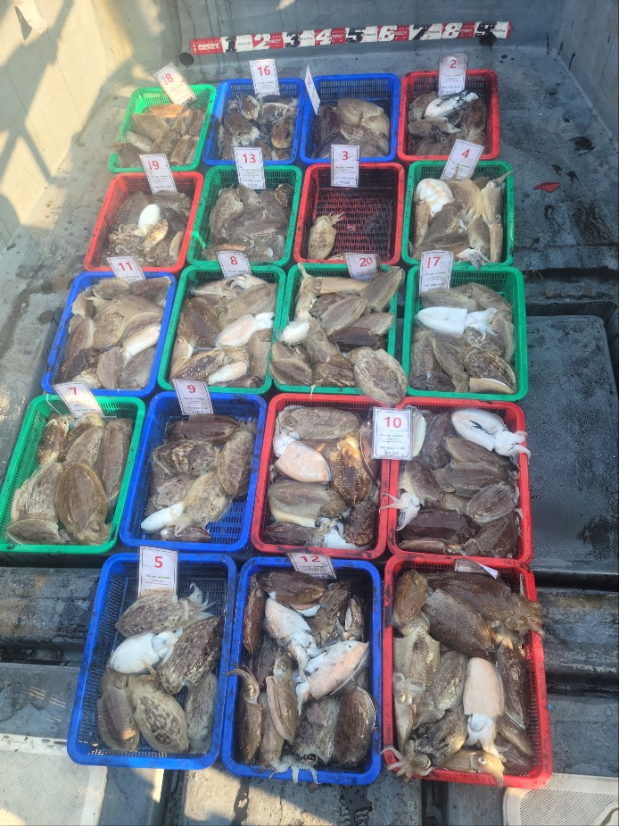 11월 13일 수나2호 갑오징어 조황입니다.