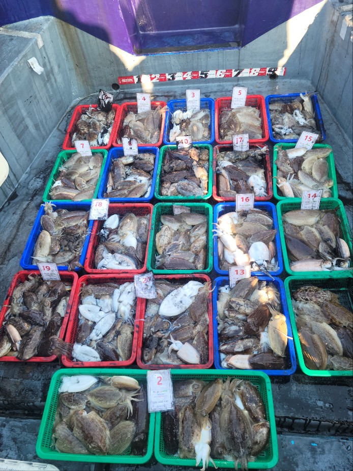 11월 8일 수나2호 갑오징어 조황입니다.