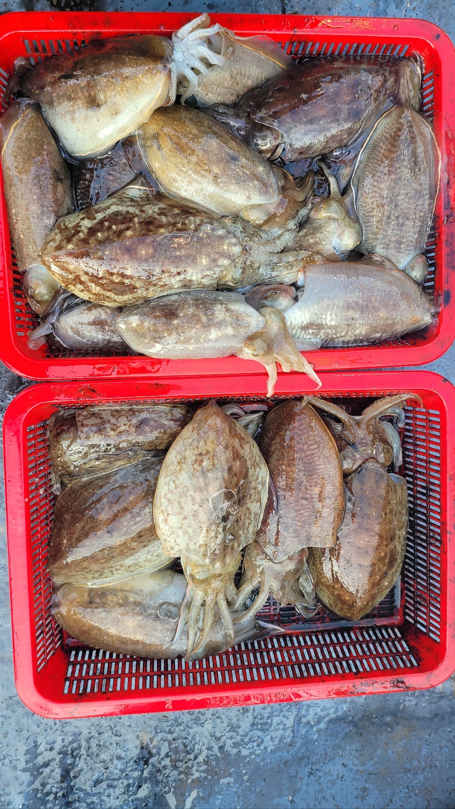 11월 2일 수나2호 갑오징어 조황입니다.