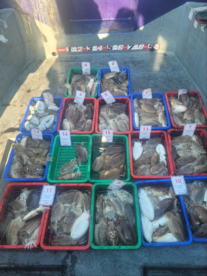 11월 10일 수나2호 갑오징어 조황입니다.