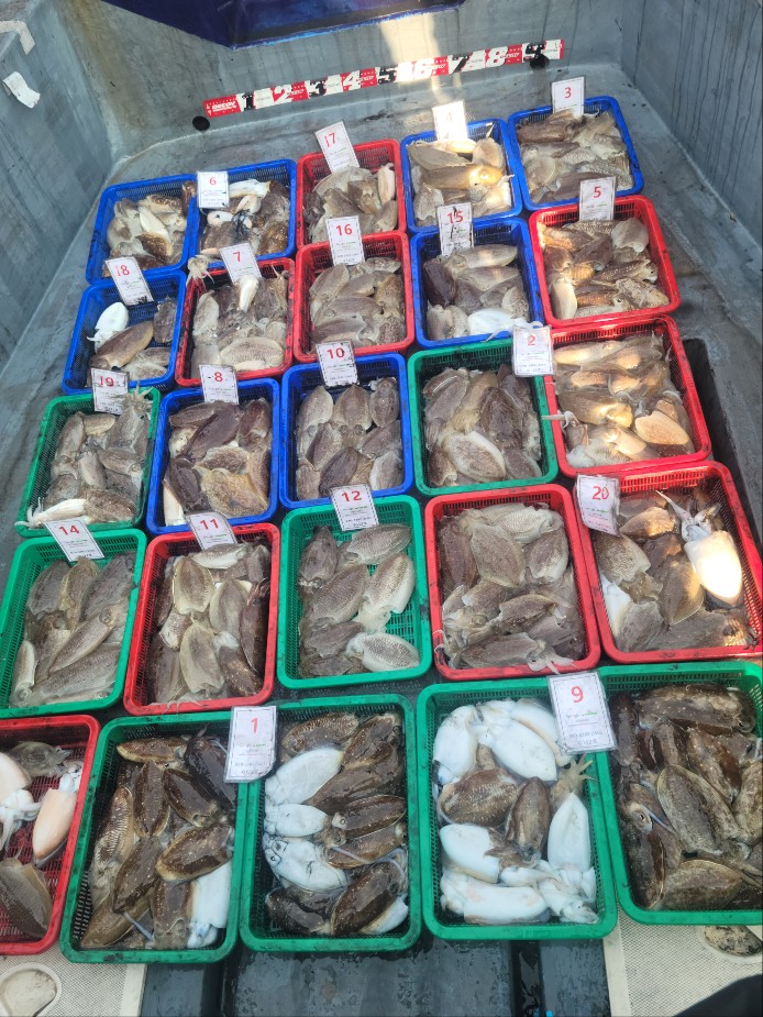 11월 9일 수나2호 갑오징어 조황입니다.