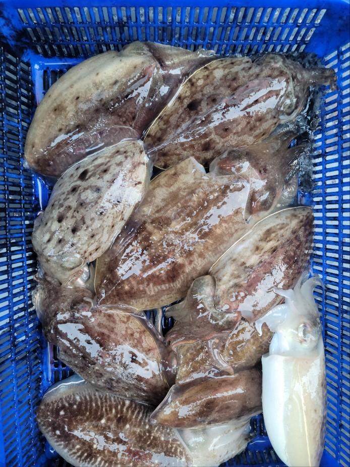 11월 7일 수나2호 갑오징어 조황입니다.