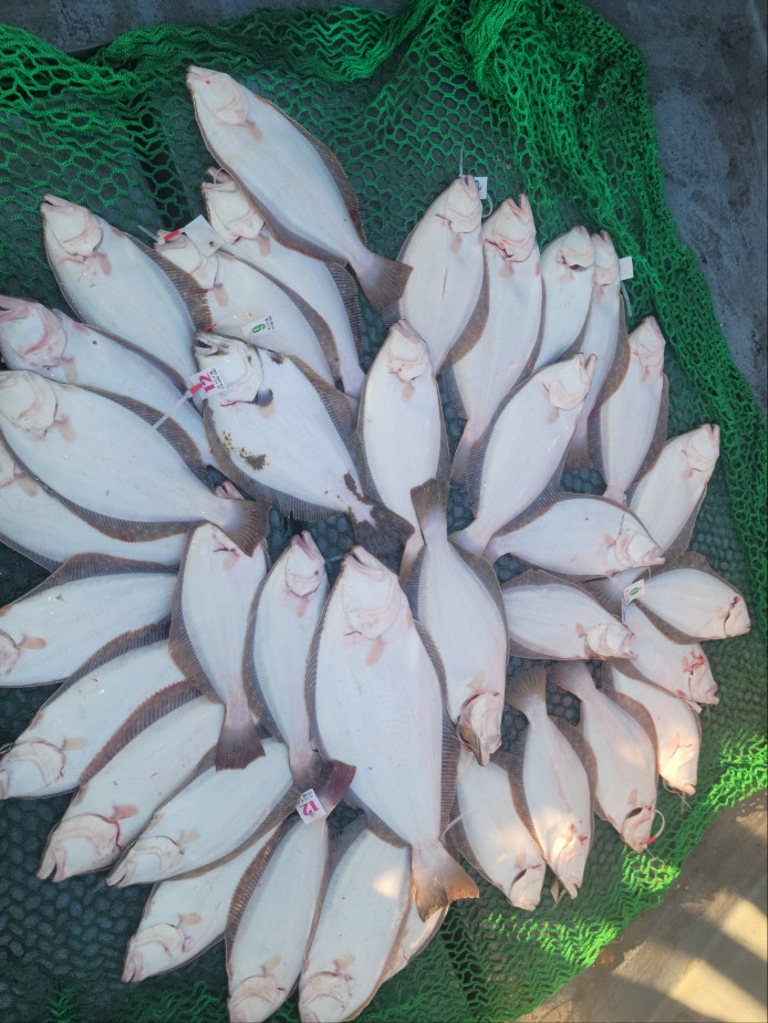 11월 15일 수나2호 광어다운샷 조황입니다.