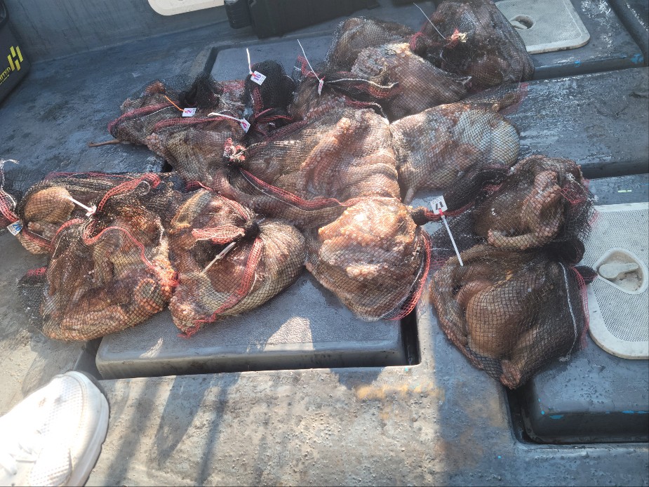 11월 24일 수나2호 문어 조황사진입니다.