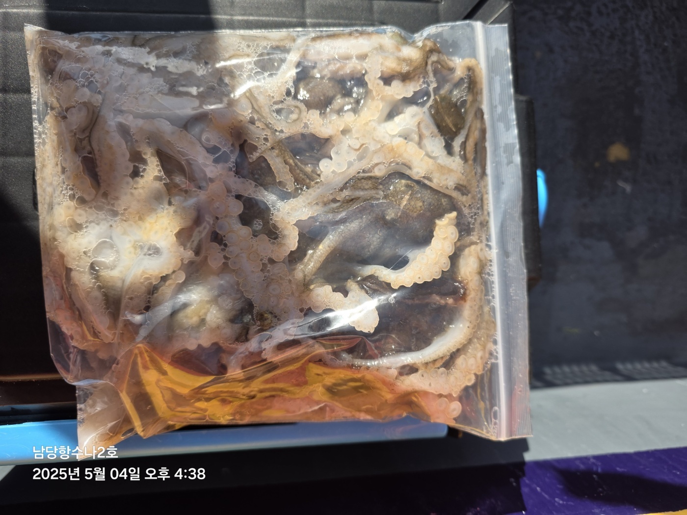 5월4일 수나2호  주꾸미 조황입니다.