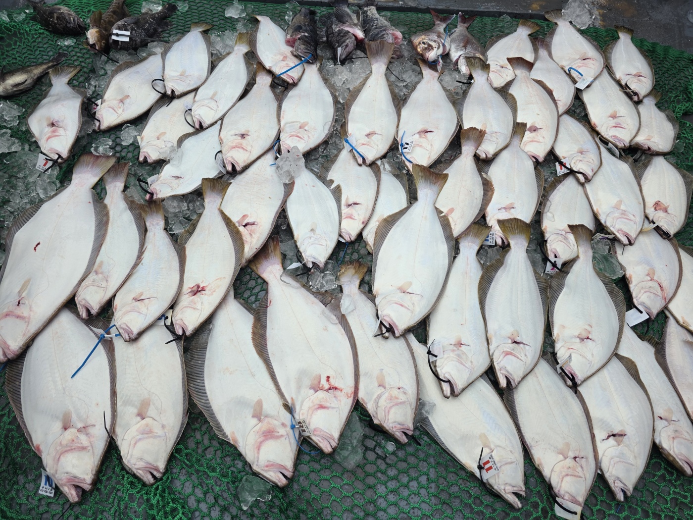 6월28일 수나2호 다잡아외수질 조황사진입니다.