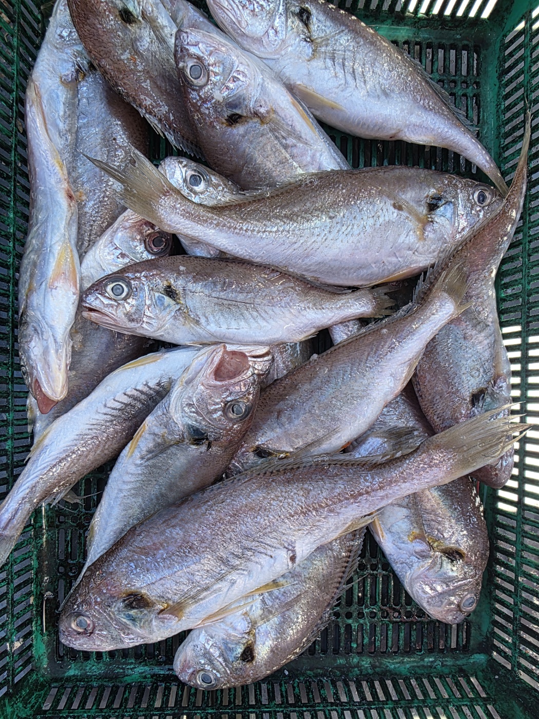 6월29일 수나2호 백조기 조황사진입니다.