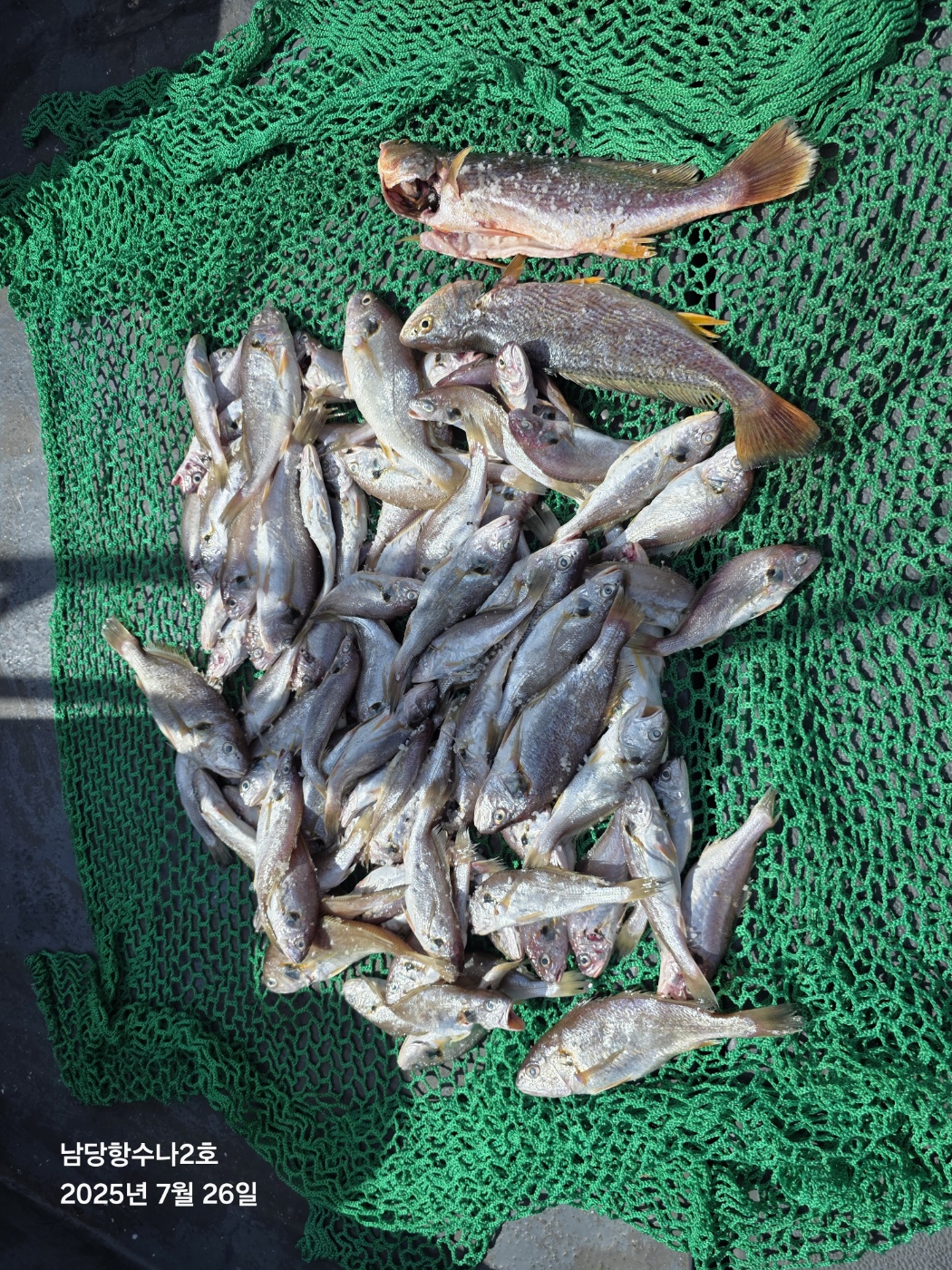 7월26일 수나2호 백조기 조황사진입니다.