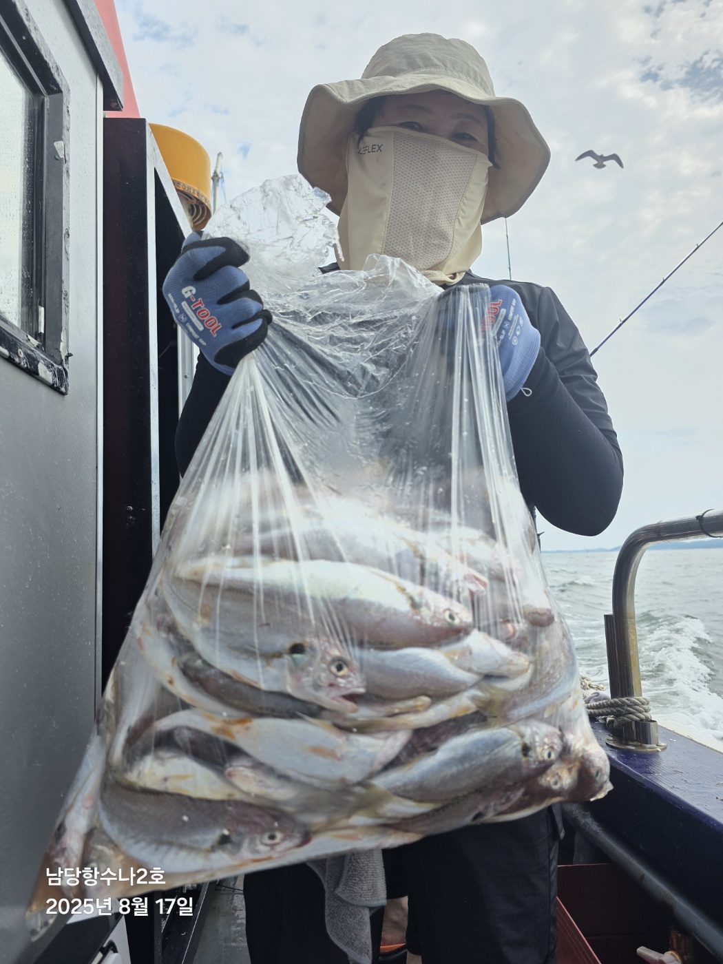 8월17일  수나2호 백조기 조황사진입니다.