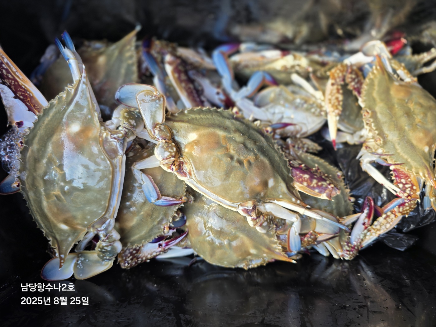 8월25일 수나2호 꽃게낚시 조황사진입니다.