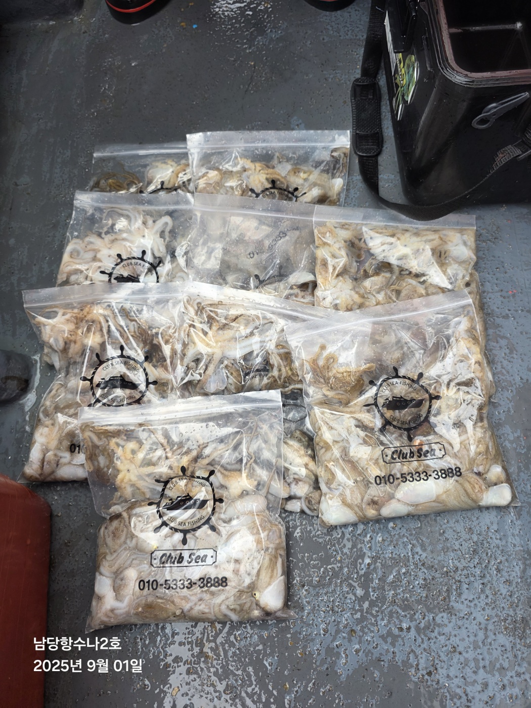 9월1일 수나2호  주꾸미 조황입니다.